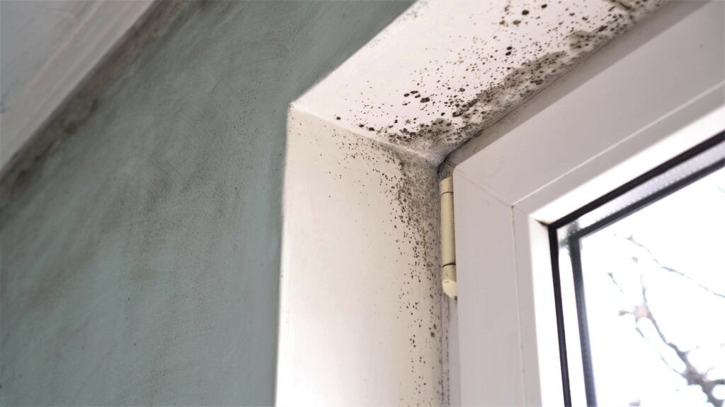 Mold Growth. Mould Spores Thrive On Moisture. Mold Spores Can Quickly Grow Into Colonies When Exposed To Water